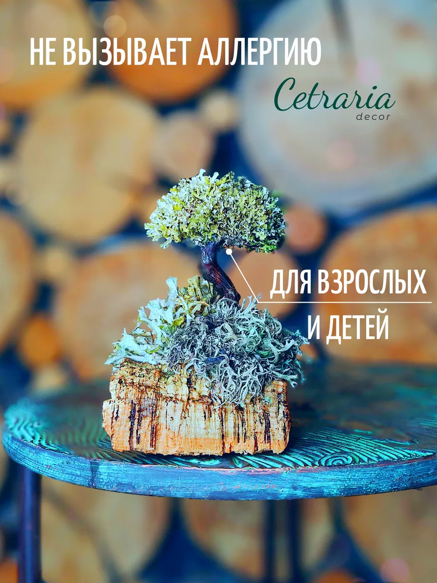 Живое дерево декоративное из исландского мха цетрария Cetraria 26076588  купить за 940 ₽ в интернет-магазине Wildberries