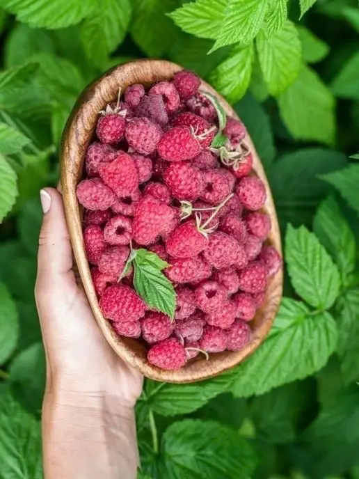 Пасека Семьи Рясновых Пастила малина, вариант, фото 7