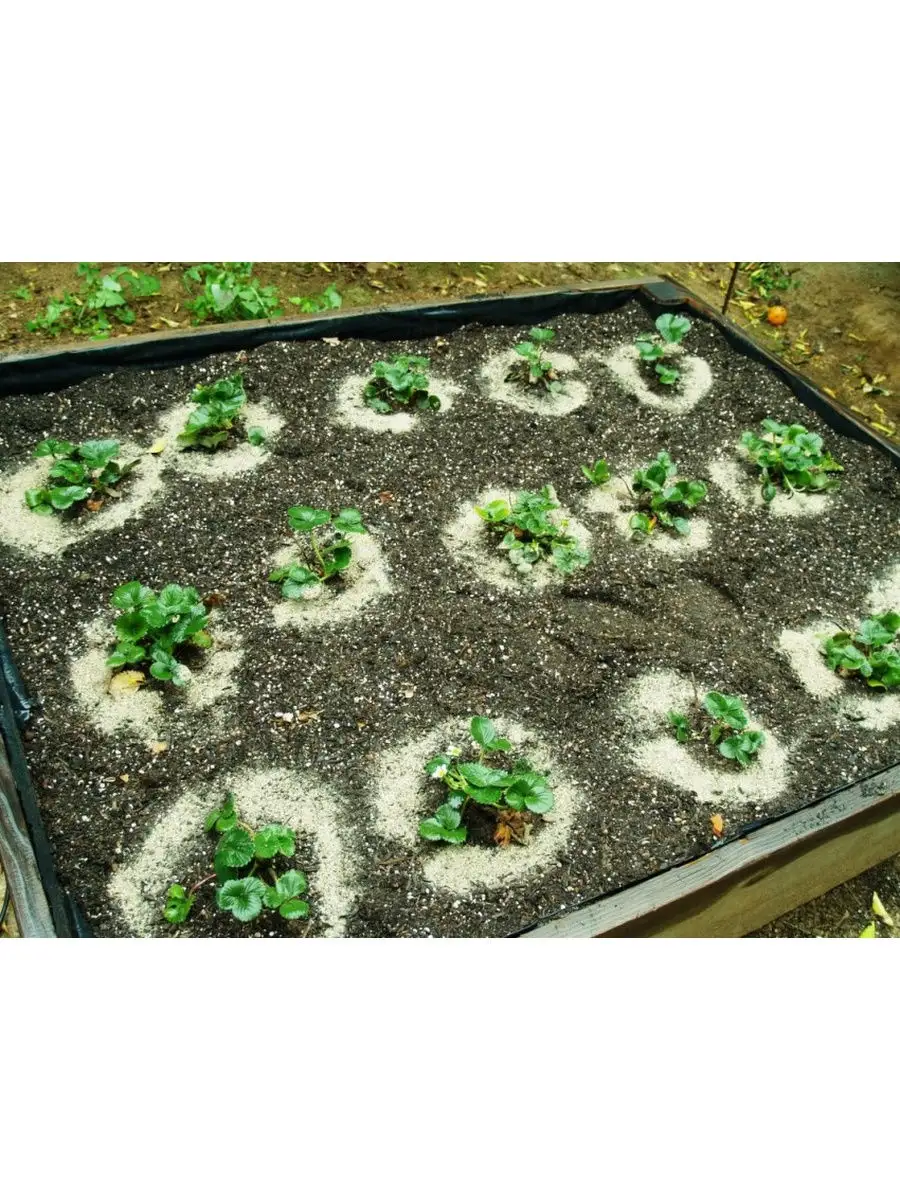 Осенняя посадка клубники. Клубника место для посадки. Осенняя пересадка клубники. Посадка клубники. Посадка рассады ремонтантной клубники осенью.