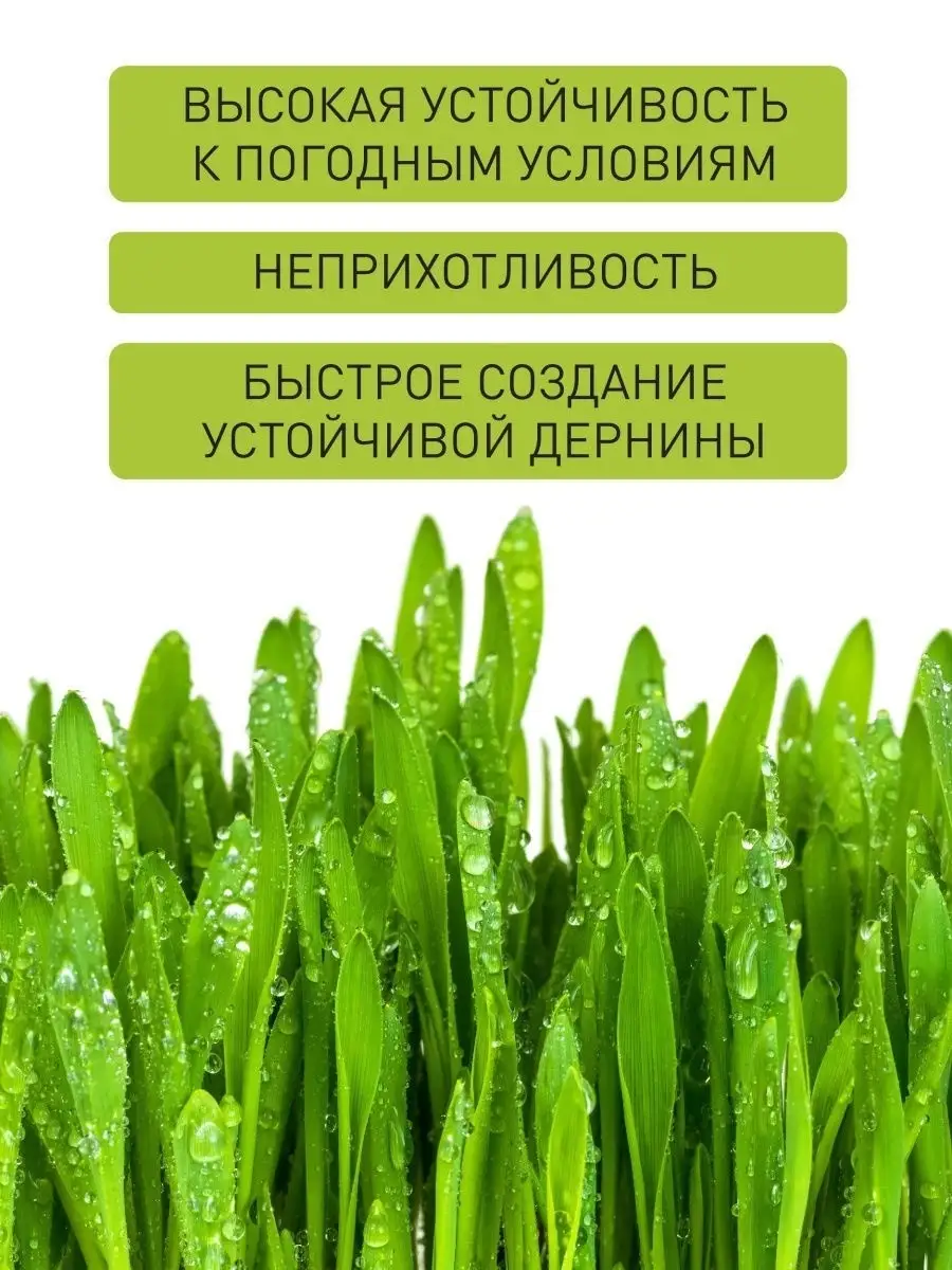 Семена газона для посадки у дома в саду на даче огороде, трава декоративная  для ландшафтного дизайна Зеленая лужайка 26550082 купить в  интернет-магазине Wildberries