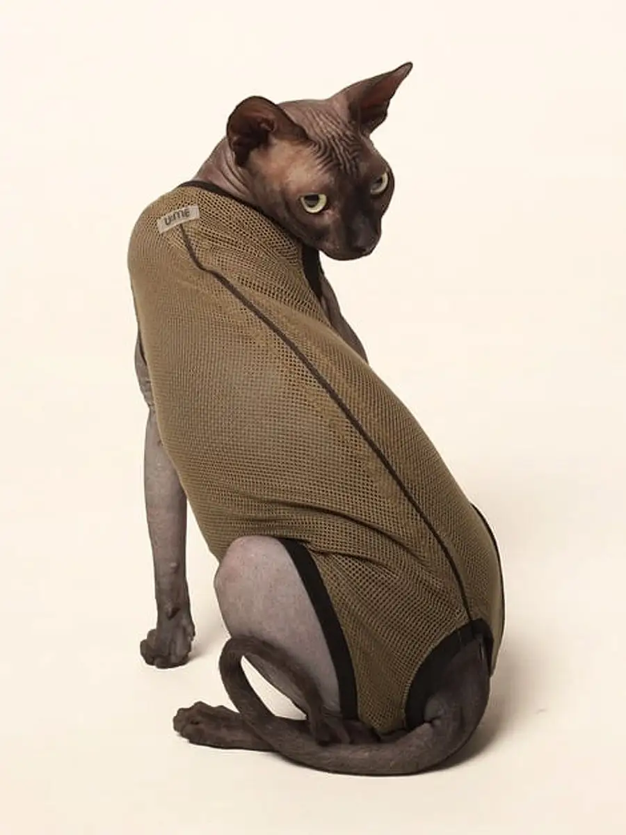 Одежда для кошек сфинксов