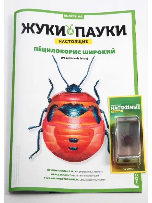 MODIMIO Журнал Жуки и пауки №2, Пёцилокорис широкий, 2 шт, фото 2