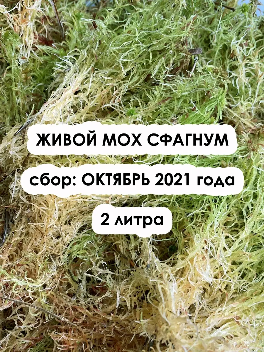 Живой мох сфагнум: сбор 2021, 2 литра МоховичОК 27644619 купить в  интернет-магазине Wildberries