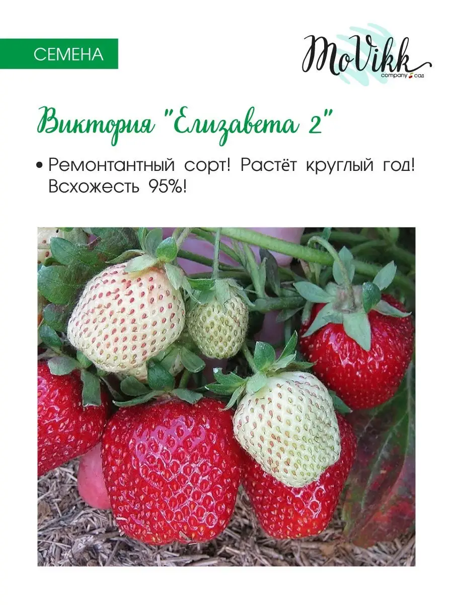 Клубника 