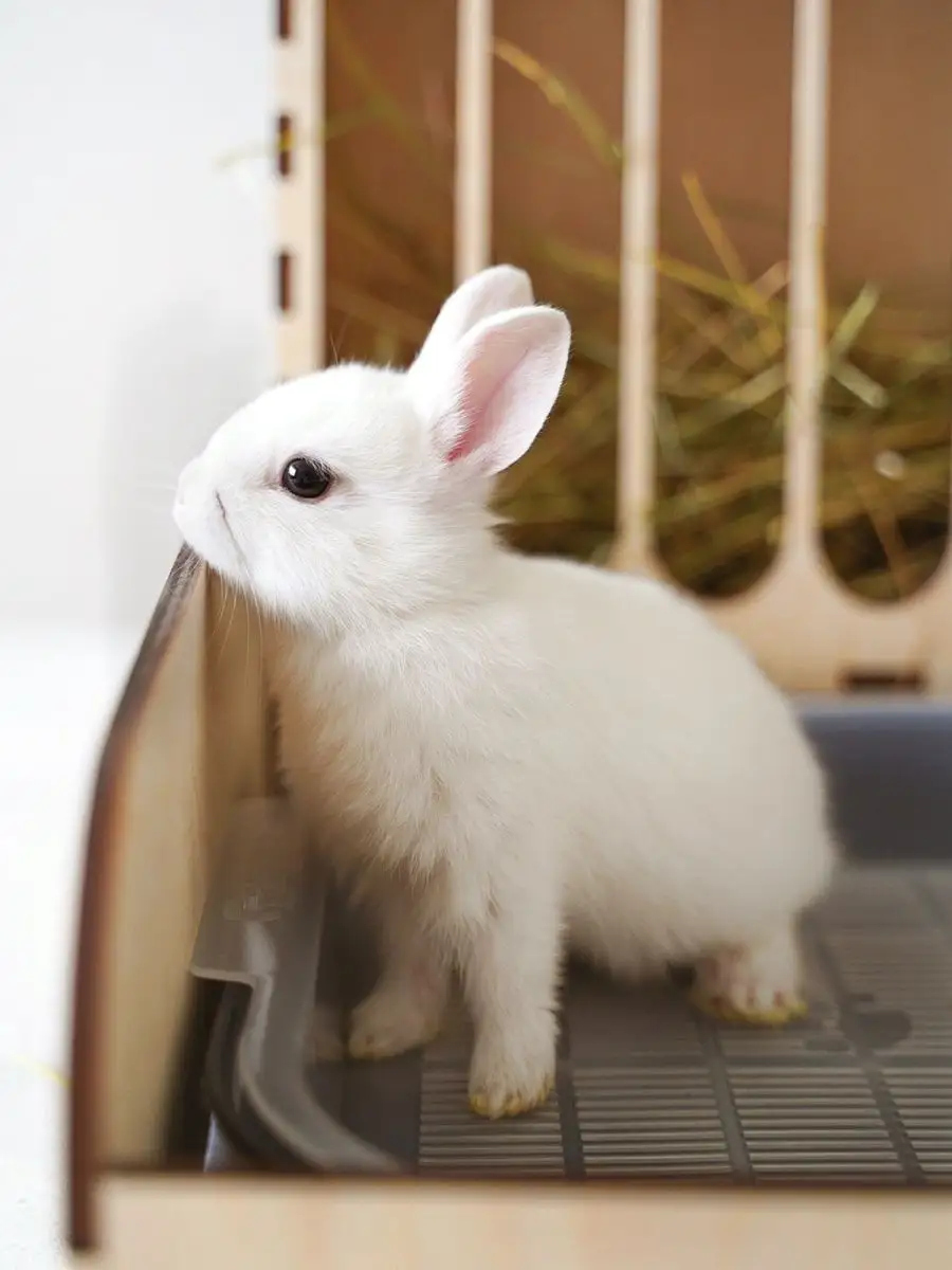 Декоративные карликовые кролики: покупка и особенности содержания
