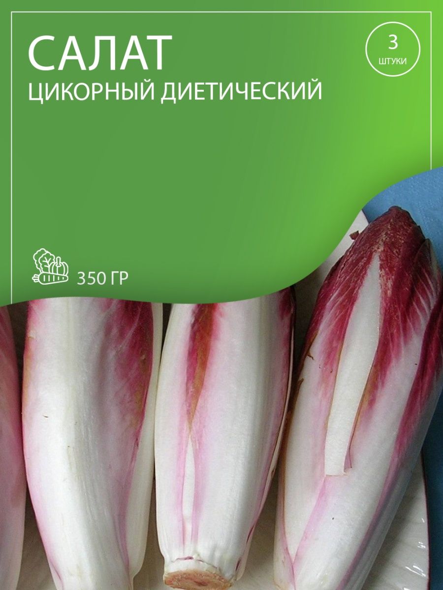 Салат цикорный отзывы. Цикорный салат Витлуф. Салат цикорный диетический. Салат цикорный фото. Цикорный.