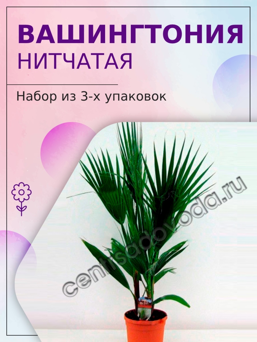 Вашингтония Нитчатая 3 уп Агрохолдинг Поиск 28285647 купить за 232 ₽ в  интернет-магазине Wildberries