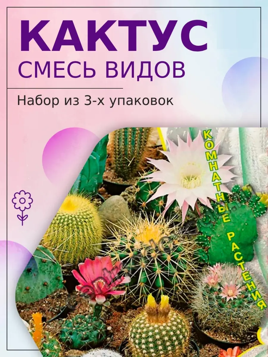 Кактус Смесь видов 3 уп Агрохолдинг Поиск 28285652 купить за 194 ₽ в  интернет-магазине Wildberries