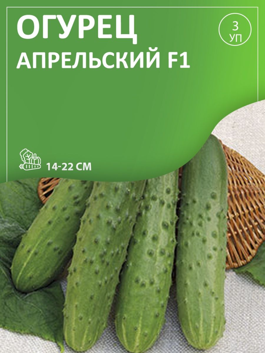 Огурцы апрельские описание и отзывы фото. Огурец апрельский f1. Сорт огурцов апрельский. Огурец апрельский описание. Огурец апрельский фото.