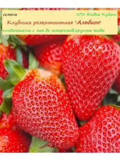 Клубника "Альбион", семена 30 шт. ЛПХ Ягодка Кубани 28323819 купить за 217 ₽ в интернет-магазине Wildberries