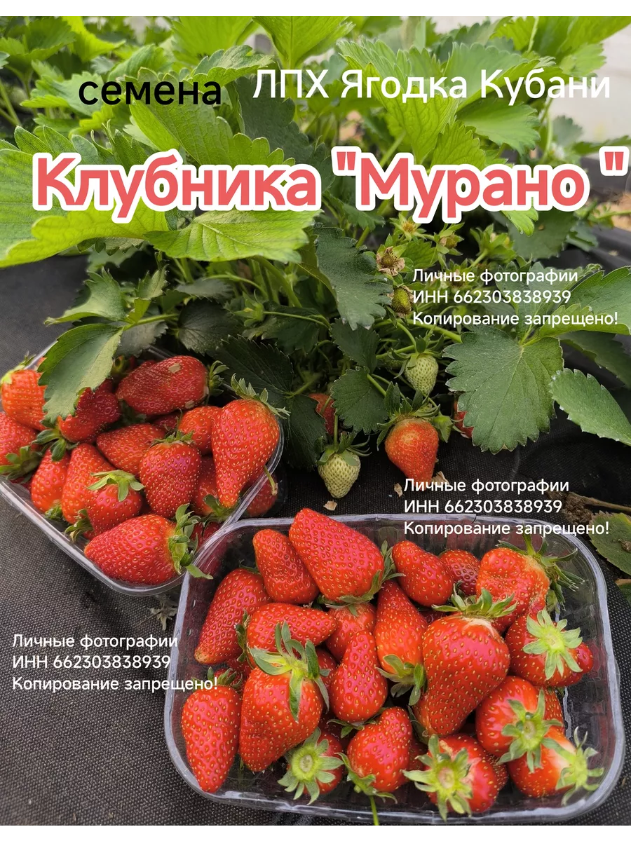 Малина сублимационной сушки (целая ягода), 50 гр.