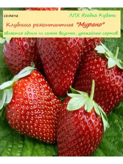 Клубника "Мурано", семена 30 шт ЛПХ Ягодка Кубани 28337046 купить за 259 ₽ в интернет-магазине Wildberries