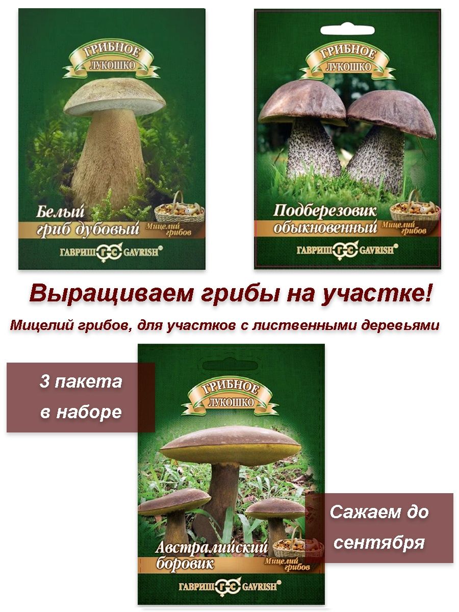 семена грибов, мицелий грибов Гавриш 28420604 купить в интернет-магазине  Wildberries